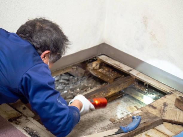 Trusted San Diego, TX Mold Removal Experts