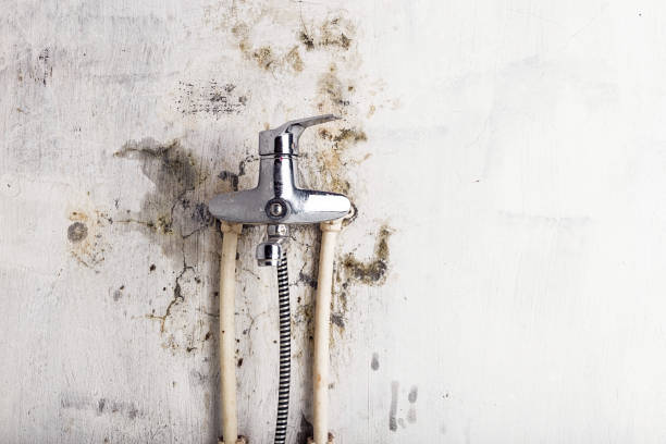 Best Black Mold Removal  in San Diego, TX