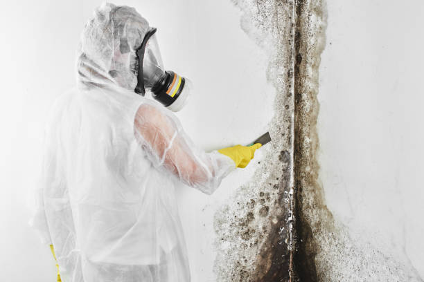 Best Commercial Mold Removal  in San Diego, TX