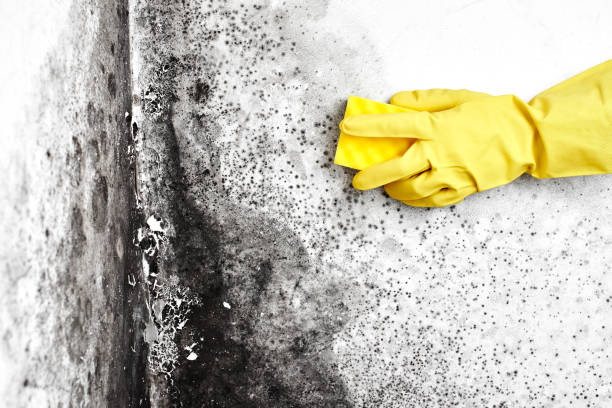 Best Mold Testing  in San Diego, TX