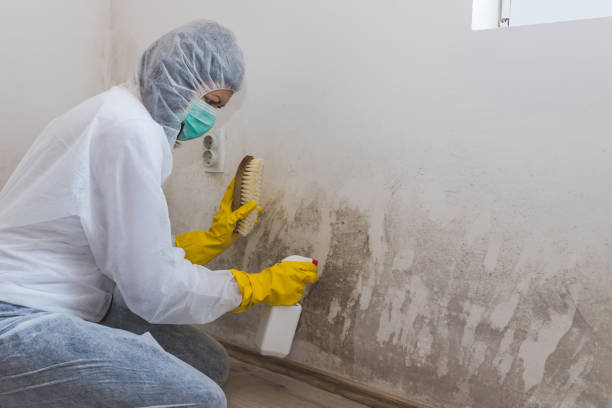 Best Toxic Mold Removal  in San Diego, TX