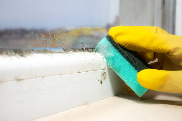 Best Toxic Mold Removal  in San Diego, TX