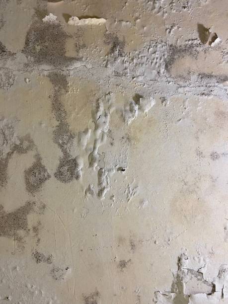 Best Office Mold Removal Services  in San Diego, TX