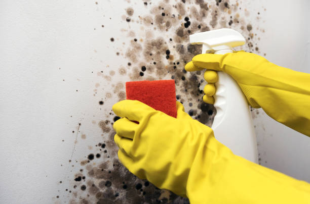 Best Emergency Mold Removal  in San Diego, TX