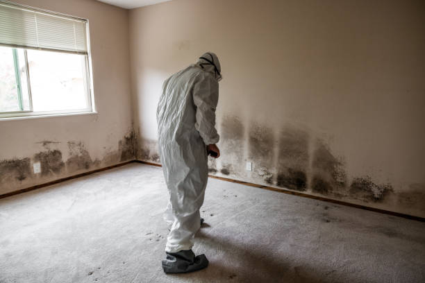 Best Same-Day Mold Removal  in San Diego, TX