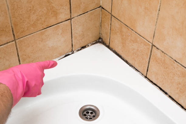 Attic Mold Removal in San Diego, TX